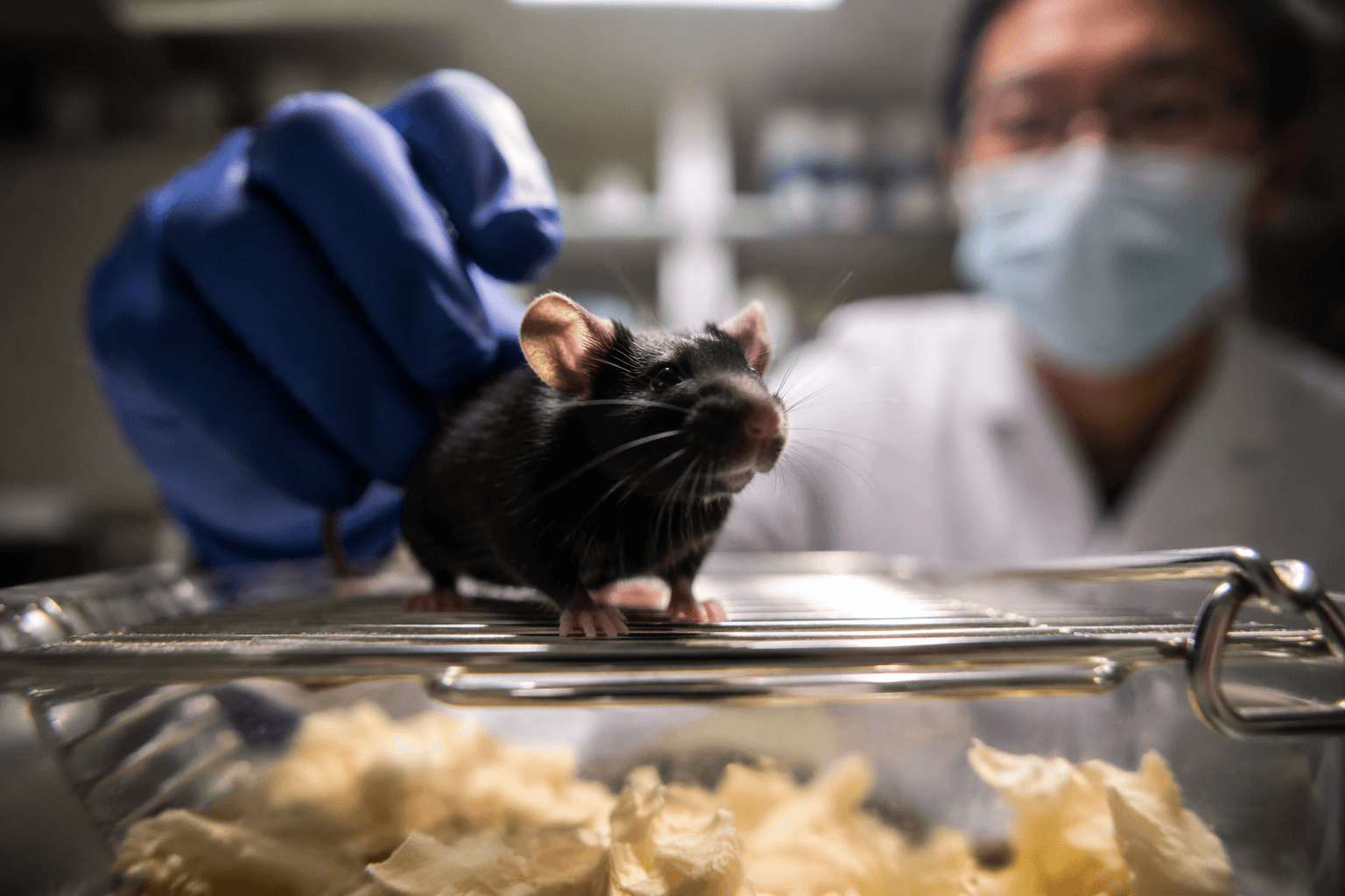 Sugar-free low-fat diet may disrupt gut health, glucose control in mice