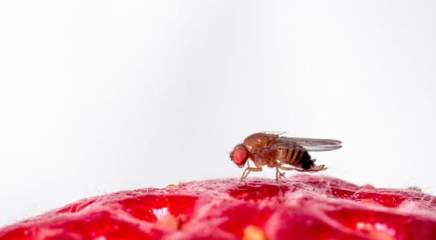 Low-carb diet boosted fruit fly survival under warming, study says