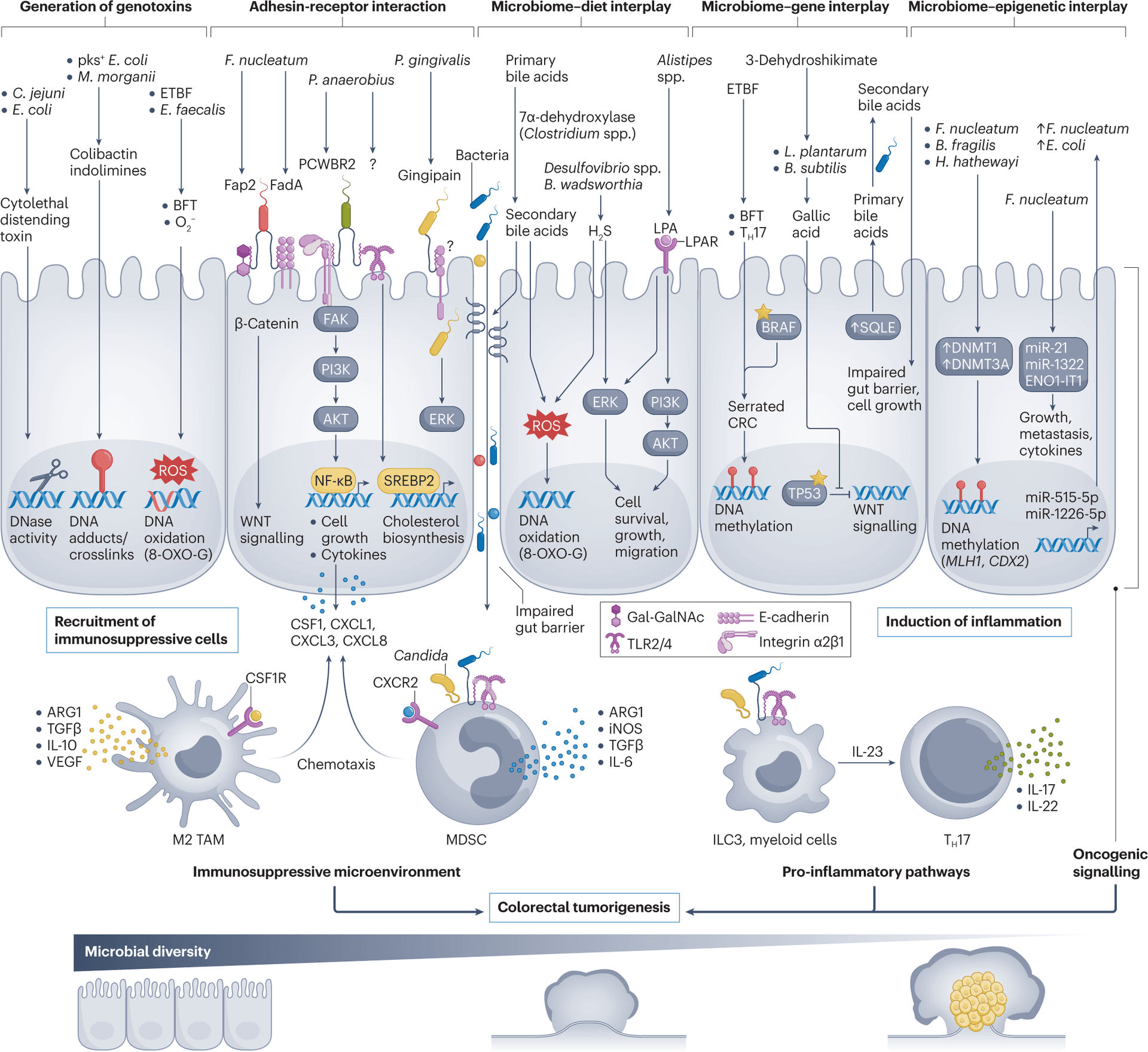 Ketogenic diet may reshape colorectal cancer environment through gut microbes