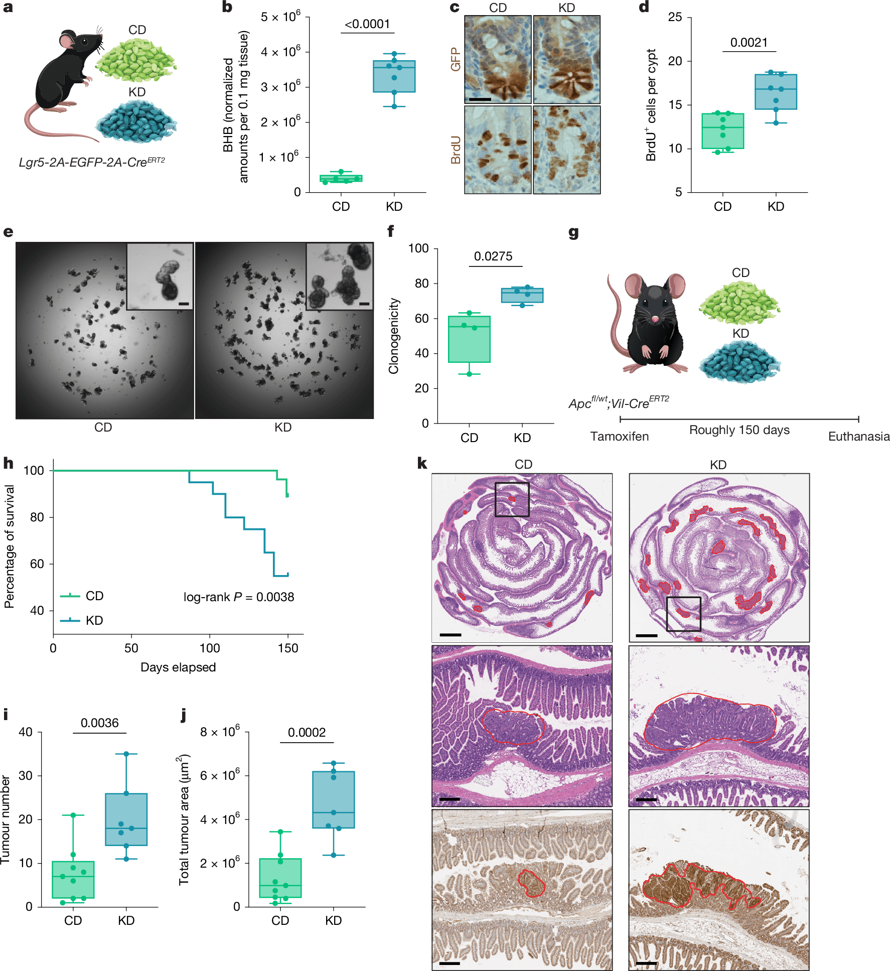 MIT study finds ketogenic diet may fuel small-intestinal tumors in mice