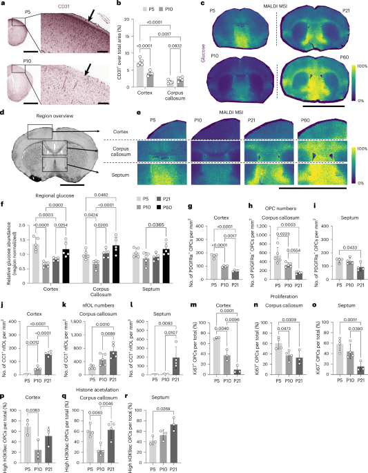 Glucose controls brain cell development, keto rescue reveals myelin pathway
